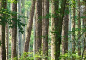 「素材」としての木「広葉樹」と「針葉樹」