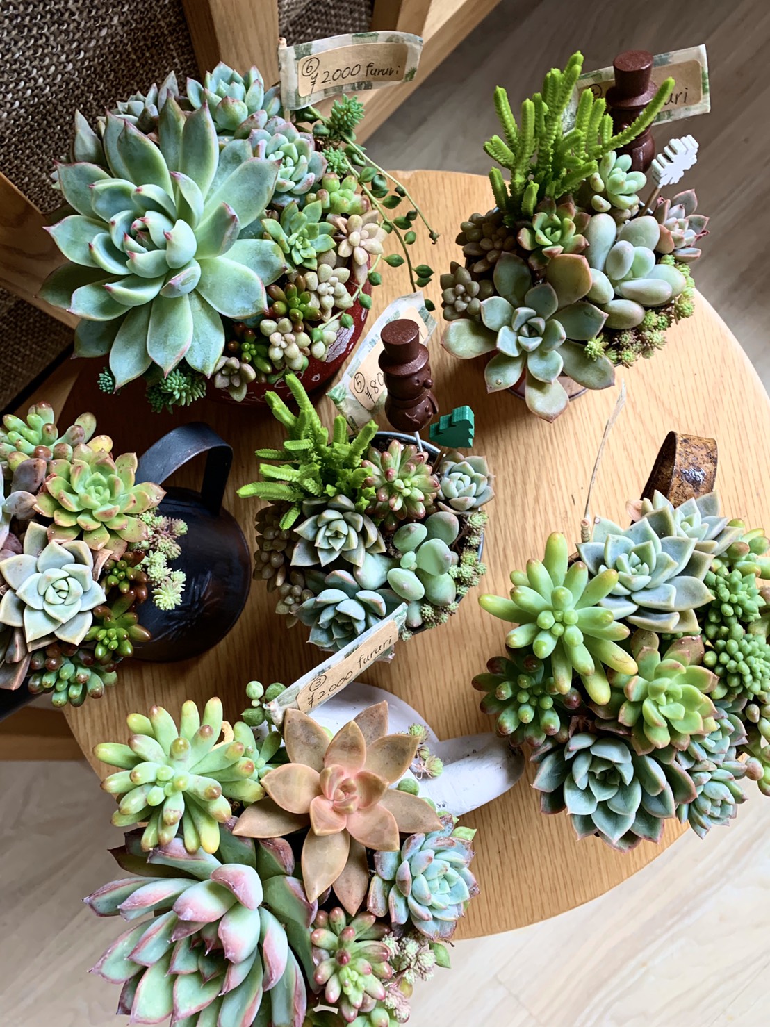 Cobaco】多肉植物 – 島根県浜田市・江津市 TSデザイン/志田尾工務店